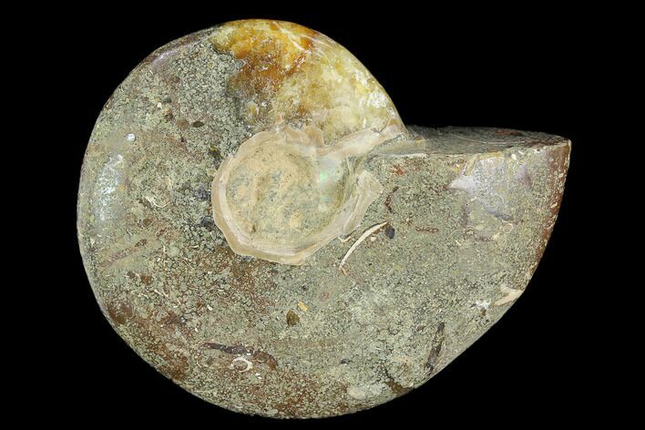 Bargain, Polished Ammonite (Cleoniceras) Fossil - Madagascar #119059
